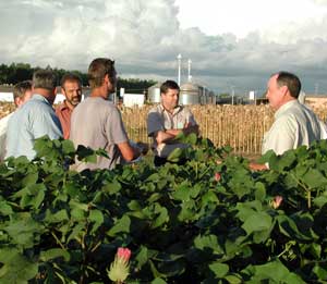 Brazilian Cotton Farms