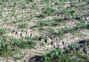Spotty Cotton Crop