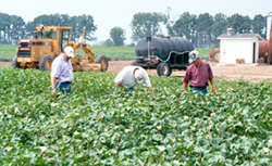 California and Arizona cotton producers seized the opportunity to see cotton farms and other operations in the Mid-South during the Cotton Foundation's 2002 Producer Information Exchange Program.