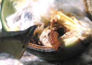 Pink Bollworm