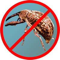 Boll Weevil Eradication Video