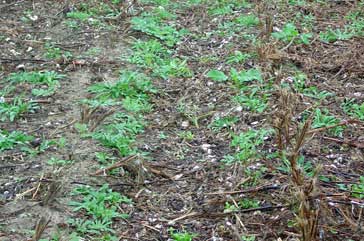 Tank-mixing herbicides provides effective and economic control of cutleaf eveningprimrose and wild radish in cotton conservation tillage production systems.