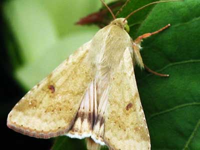 Picture of a bollworm moth (<em>Helicoverpa zea</em>): Based upon end-of-season yield mapping of cotton plants, the presence of bollworm and tobacco budworm larvae were best related to losses of fruit approximately 3 – 15 days old at the time of infestation.