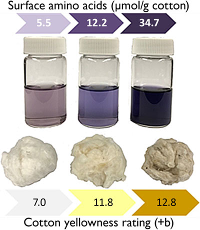 Relationship between surface amino acid content and cotton fiber color ratings, where the colors of the reacted ninhydrin solution and the cotton color visibly change as the +b rating increases