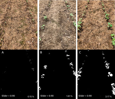 The smartphone application Canopeo can be used as a non-destructive way to objectively assess treatment effects on cotton seedling health in small-plot research trials. Shown are images analyzed using Canopeo showing 