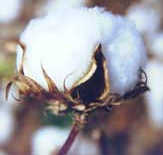 Photo of a cotton boll