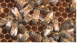 closeup bees