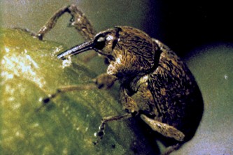 weevil on cotton bowl
