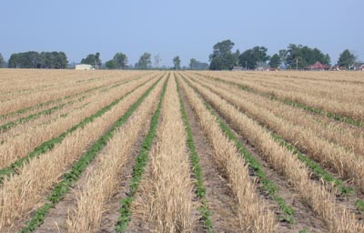 conservation wheat