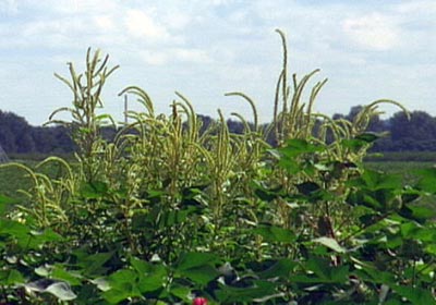 pigweed