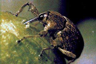 boll weevil