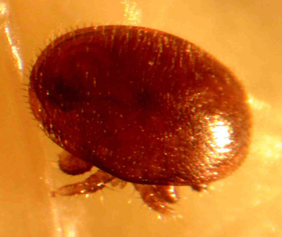 varroa mite