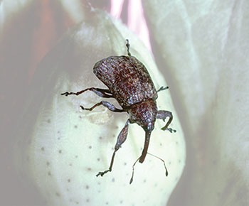 boll weevil eradication boll weevil eradication