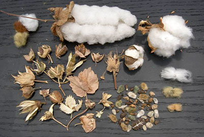 germplasm project germplasm project
