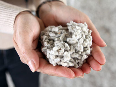 cotton seed cotton seed