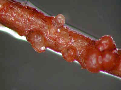 nematode nematode