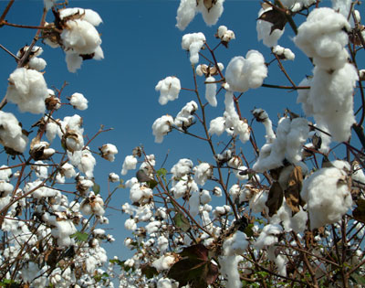 the cotton foundation