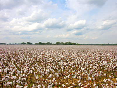 cotton bolls