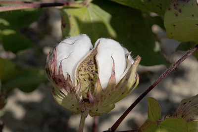 cotton-boll_400