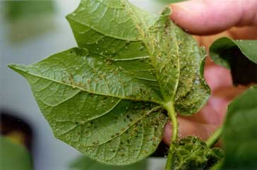 Antioxidant enzyme activity in cotton plants was not increased by aphid infestation (Gomez et al.).