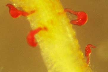 Reniform nematodes, which have been stained red, feeding on cotton roots (Robinson et al.).