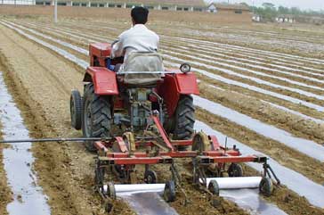 Labor-intensive cotton production in China uses plastic mulch, which increases soil temperature and allows earlier planting.<br />