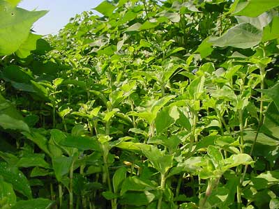 Tropical spiderwort is an invasive weed that has become a problem for Georgia and Florida cotton growers. Management will require a multi-component approach that includes an herbicide with soil residual activity.