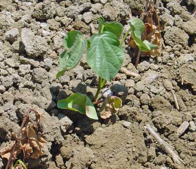 Race 4 of the Fusarium wilt pathogen (<em>Fusarium oxysporum</em> f. sp. <em>vasinfectum</em>) is impacting cotton production in California, particularly for Pima cottons. Symptoms on young plants include chlorosis and necrosis of cotyledons (center) and seedling death (left and right). Management for the disease will include breeding for resistance.