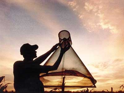 Hartstack traps baited with pheromones have been used to monitor populations of <em>Helicoverpa zea</em> (Boddie) and <em>Heliothis virescens</em> (F.) throughout the mid-South. In the Mississippi Delta, populations of both species have fluctuated annually over the last 20 years, but populations of both species have declined since 1997.  (Photo courtesy of USDA-ARS)