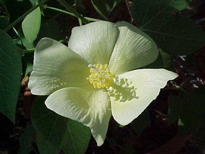 Open flower of a monosomic substitution interspecific F<sub>1</sub> hybrid plant that is hemizygous for the chromosome of <em>G. tomentosum</em>. As with most of the substitution interspecific F<sub>1</sub> hybrids, the flowers were intermediate <em>G. hirsutum</em> and <em>G. tomentosum</em> in size, pubescence, petal color and pollen color. These hypoaneuploid chromosome substitution stocks provide a stepping stone toward high-resolution chromosome-specific genetic dissection of complex traits, germplasm introgression, and cotton improvement.