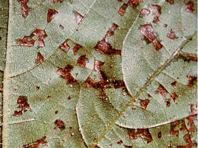 Bacterial blight, caused by <em>Xanthomonas campestris</em> pv. <em>malvacerarum</em>, can be a serious disease in Upland cotton.  Foliar symptoms include angular spots.  Many cotton cultivars released in the USA are moderately to fully susceptible.  Unless higher levels of resistance are incorporated into new cultivars, cotton remains vulnerable to bacterial blight.