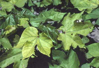 Waterlogging can be an impediment to cotton growth on heavy clay soils in Australia, particularly with rain following irrigation. A number of nutrients may be affected during that time, including nitrogen. One symptom that can occur is waterlogging-induced iron chlorosis, where available iron is reduced for a number of days.<br />Photo by G.A. Constable