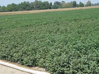 Irrigation of cotton in rotation with corn on silty clay loam soil in the absence or presence of in-row deep tillage.