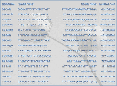 SSR Primer sequences with GenBank accession numbers for the clone sequences and ESTs from which primers were designed.