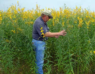 Sunn hemp, a potentially valuable summer legume for the low organic matter soils of the southeast US