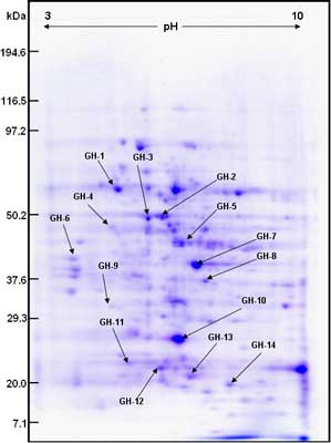 Two-dimensional electrophoresis of <em>G. hirsutum</em> (TM-1) plant root extract.