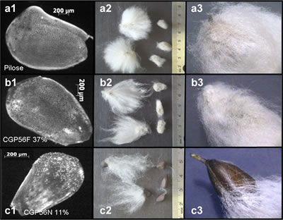 New ways to investigate cotton fiber initiation and its relationship to lint percentage and fiber characteristics in <em>Gossypium</em> spp.