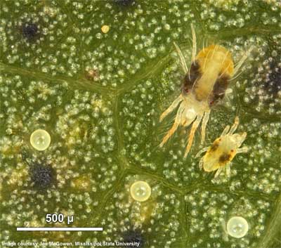 Twospotted spider mite, <em>Tetranychus urticae</em> (Koch) – infestation timing effects on cotton injury, stunting, and yields