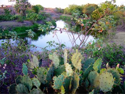 Pictured in the foreground, just behind the cactus, is the wild, non-cultivated Brazilian species of cotton, <em>Gossypium mustelinum</em> (Miers ex G.Watt), growing in situ along a small river bank habitat in the Brazilian state Bahia (image kindly provided by Dr. Paulo Borroso of EMBRAPA). In this issue, researchers report the development and describe the phenotypes of interspecific F1 hypoaneuploids between <em>G. hirsutum</em> and <em>G. mustelinum</em>.