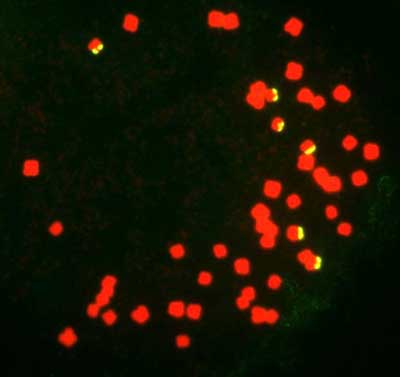 Cover page shows the Fluorescence in situ hybridization (FISH) of ribosomal DNA sequences on cotton mitotic metaphase chromosomes. In this issue, researchers report the development of an improved method of mitotic metaphase chromosome preparation compatible for molecular cytogenetic analysis in cotton.