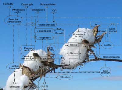 Past, Present, and Future Directions of Process-based Simulation Models for Cotton Production