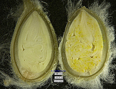 Gland development in glanded and glandless Stoneville test entries 50 days after flowering.