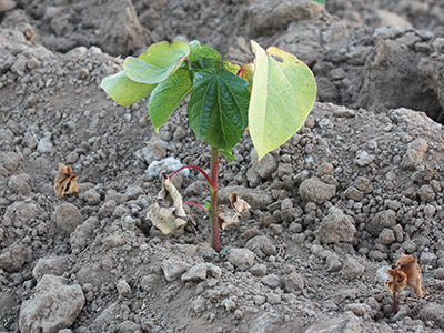 Dead seedlings and a wilted cotton plant infected with <em>Fusarium oxysporum</em> f. sp. <em>vasinfectum</em> race 4. Based on a recent survey, this strain is apparently limited to California in the U.S. but is a concern to the entire Cotton Belt because it is transmitted through seed.