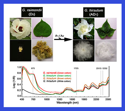 Comparative and quantitative phenotypic analysis of fiber and seed characteristics of <em>Gossypium raimondii</em> (D5) and Upland cotton <em>G. hirsutum</em> (AD1)