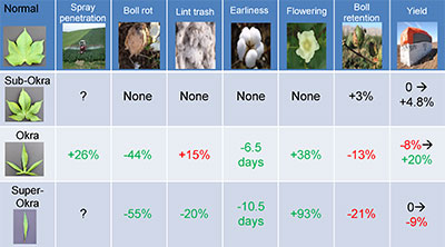 Impact of major leaf shapes in cotton, relative to normal leaf shape genotypes, on cotton production.