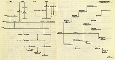 <b>Development pathways for early Deltapine and Stoneville cotton varieties (Ware 1952b).</b><BR><em>Adapted from ‘History of Cotton Breeding and Genetics at the University of Arkansas’ in this issue.</em>
