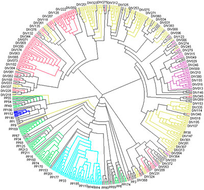 Circular cladogram view of the phylogenetic tree obtained from NJ analysis on 569 accessions comprising a diversity panel of 384 <em>G. hirsutum</em> cultivars and a collection of 185 landrace accessions in a broad collection of Upland cottons of the Americas. Spikes are colored based on groups: Group 1 (blue color; <em>G. barbadense</em> accessions), Group 2 (red color; Southwestern cotton), Group 3 (green color; Mexican cotton), Group 4 (purple color; Western cotton), and Group 5 (yellow color; Mid-South and Southeastern cotton), and Group 6 (light blue; Guatemalan cotton). Accessions assigned to “mixed” are indicated in black.