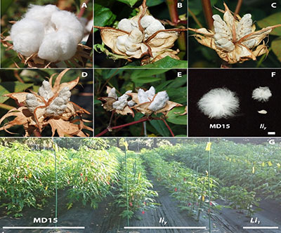 A new monogenic recessive <em>liy</em> ligon-lintless fiber mutant: a tool for understanding the genetics and physiology of cotton fiber development. Figure: Comparison of Ligon-lintless mutant phenotypes