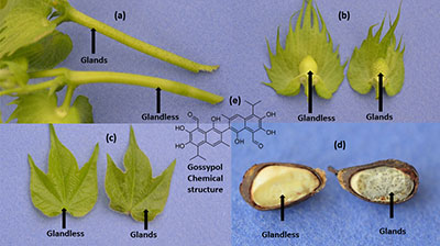 Glanded and glandless cotton. Glands, black structures containing gossypol and present in petioles (a), flower buds (squares) (b), leaves (c), and seeds (d). Gossypol with a chemical formula of C<sub>30</sub>H<sub>30</sub>O<sub>8</sub>, is a natural plant phenol, 2,2´-bis(8-formyl-1,6,7-trihydroxy-5-isopropyl-3-methylnaphthalene (e).
