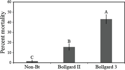 Bollworm mortality on non-Bt, Bollgard II, and Bollgard 3 cotton flowers. Percent mortality ± SEM 3 d after infestation. Stoneville, MS, 2018 and 2019. Means separation was conducted with transformed (log10) data. Means and standard errors (%) presented are not transformed. Columns containing the same letter are not significantly different (Tukey-Kramer HSD test, α = 0.05).